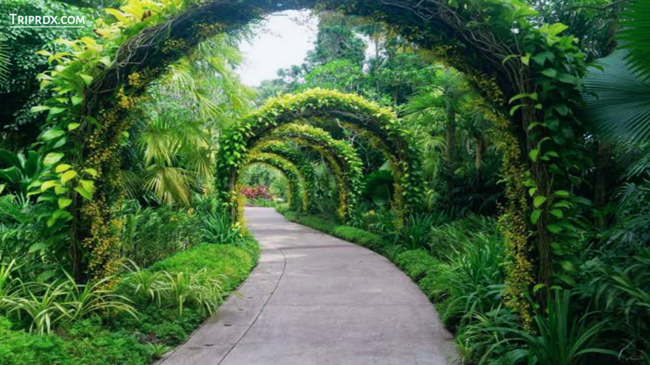 Best places to visit in Singapore, Singapore, Singapore Botanic Gardens