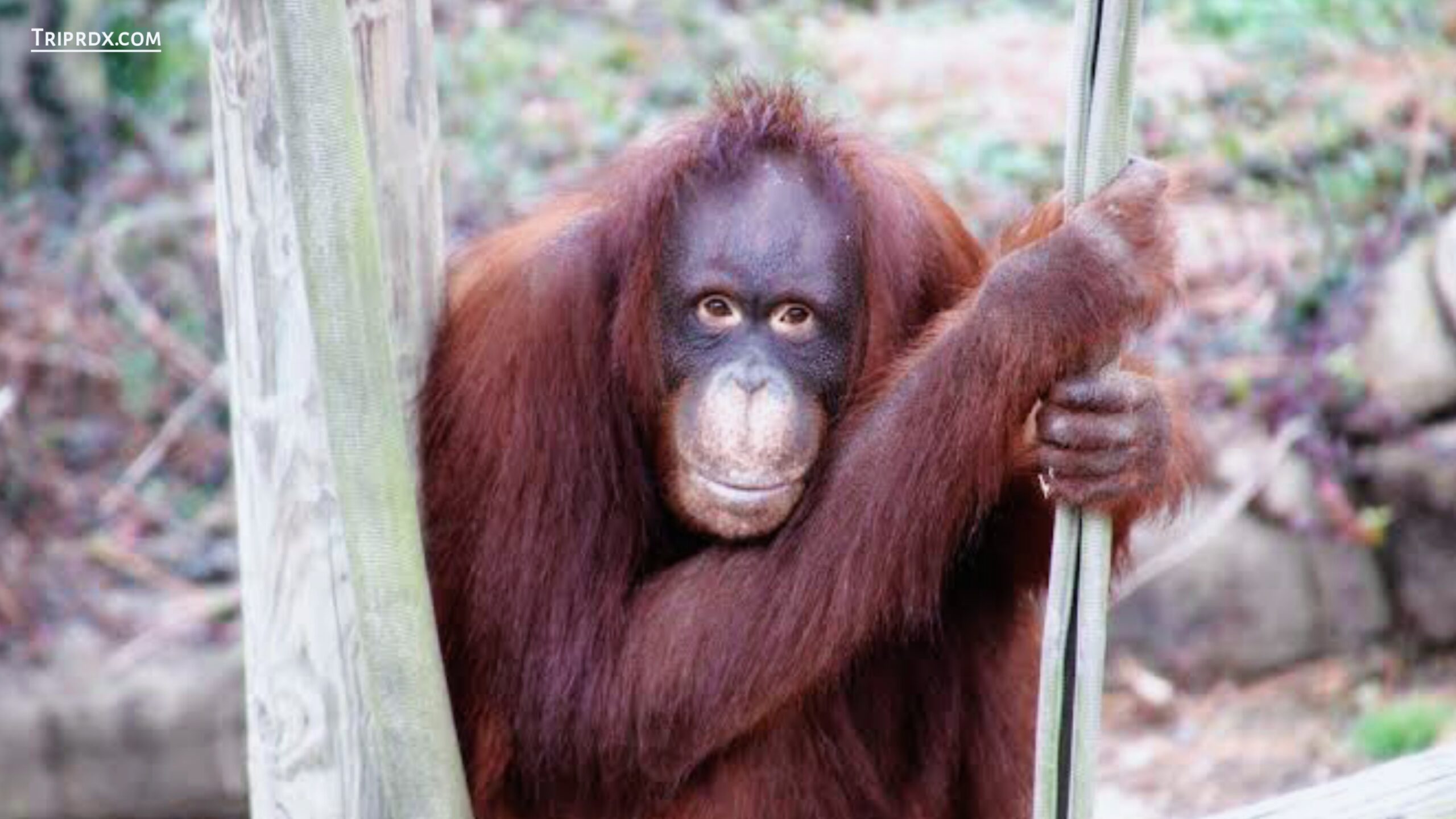 Orangutan, Kansas city Zoo