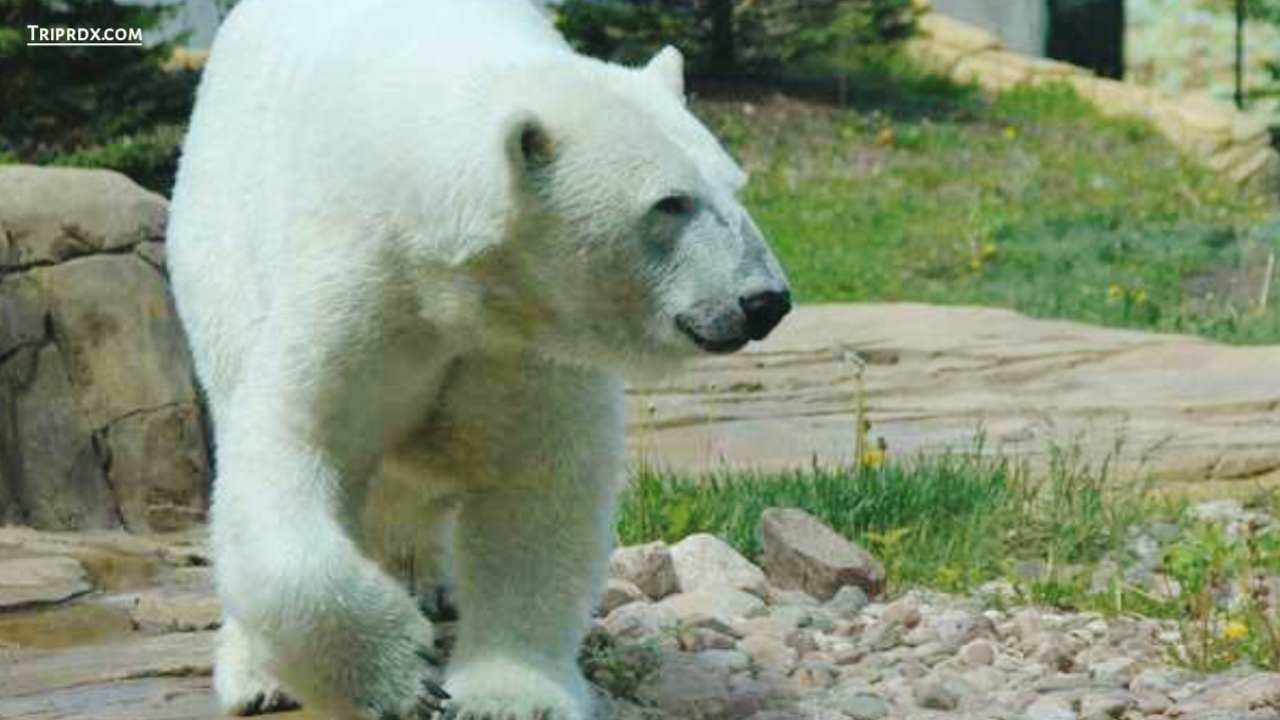 Polar Bear Passage, kansas city zoo