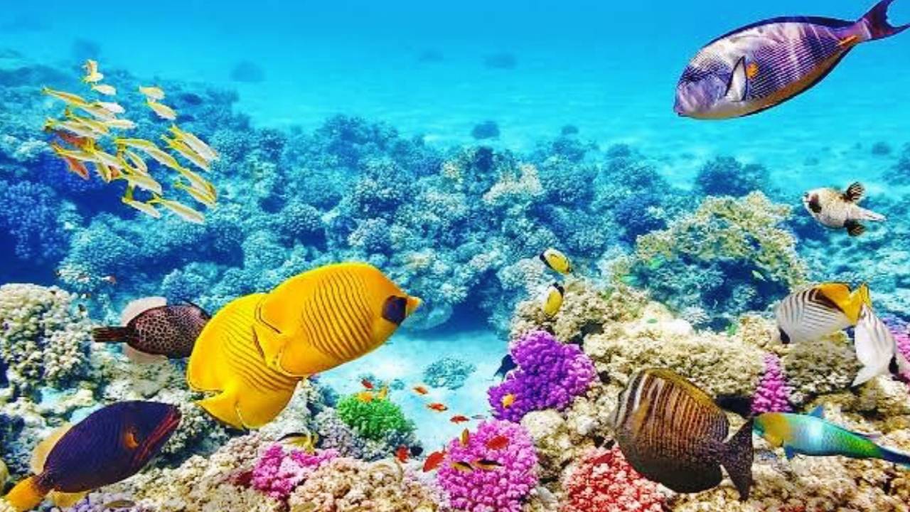 Most Popular Natural Tourist Attractions in the World, The Grand Barrier Reef