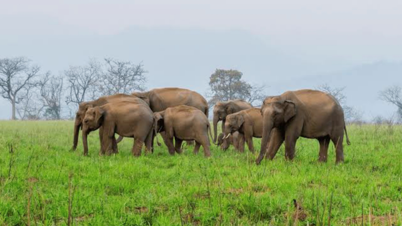 Tamil Nadu Tourist Place Valparai, Tamil Nadu Tourist Place Valparai in Hindi